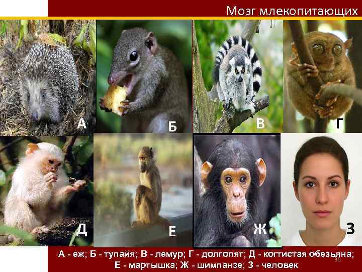 Мозг млекопитающих А Б В Д Е Ж Г З А - еж; Б
