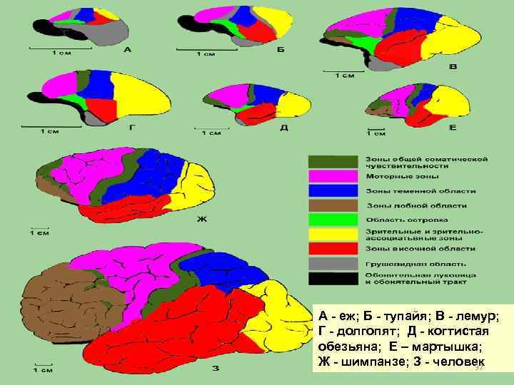 А - еж; Б - тупайя; В - лемур; Г - долгопят; Д -