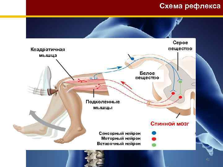 Схема рефлекса Серое вещество Квадратичная мышца Белое вещество Подколенные мышцы Спинной мозг Сенсорный нейрон