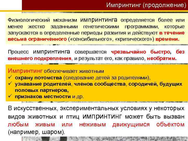 Импринтинг (продолжение) Физиологический механизм импринтинга определяется более или менее жестко заданными генетическими программами, которые