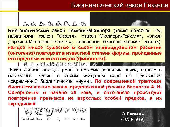 Биогенетический закон Геккеля-Мюллера (также известен под названиями «закон Геккеля» , «закон Мюллера-Геккеля» , «закон