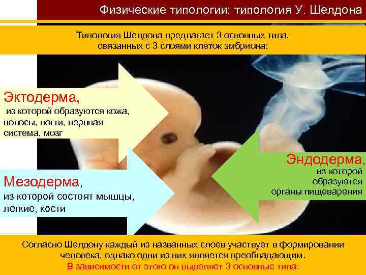 Физические типологии: типология У. Шелдона Типология Шелдона предлагает 3 основных типа, связанных с 3