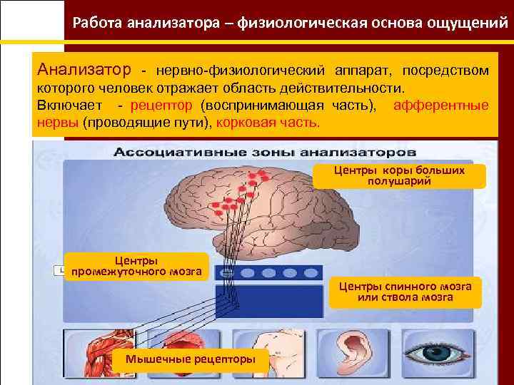 Тема анализаторы нервная система