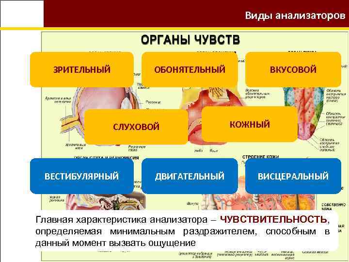 Виды анализаторов ЗРИТЕЛЬНЫЙ ОБОНЯТЕЛЬНЫЙ СЛУХОВОЙ ВЕСТИБУЛЯРНЫЙ ДВИГАТЕЛЬНЫЙ ВКУСОВОЙ КОЖНЫЙ ВИСЦЕРАЛЬНЫЙ Главная характеристика анализатора –