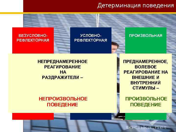 Детерминация поведения БЕЗУСЛОВНОРЕФЛЕКТОРНАЯ ПРОИЗВОЛЬНАЯ НЕПРЕДНАМЕРЕННОЕ РЕАГИРОВАНИЕ НА РАЗДРАЖИТЕЛИ – ПРЕДНАМЕРЕННОЕ, ВОЛЕВОЕ РЕАГИРОВАНИЕ НА ВНЕШНИЕ