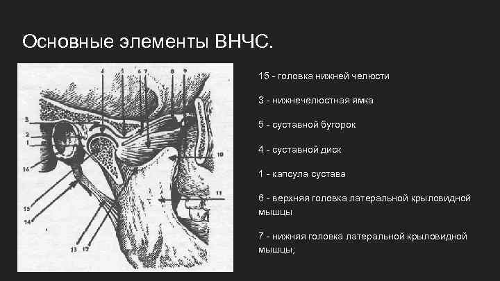 Основные элементы ВНЧС. 15 - головка нижней челюсти 3 - нижнечелюстная ямка 5 -