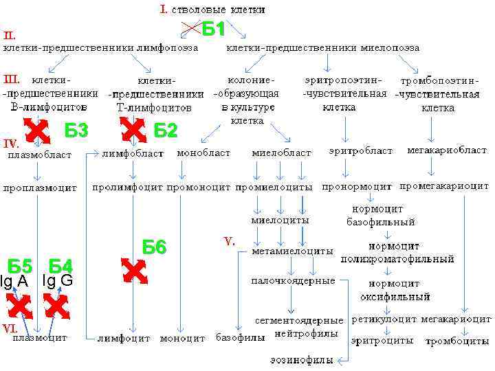 Б 1 Б 3 Б 5 Б 4 Ig A Ig G Б 2