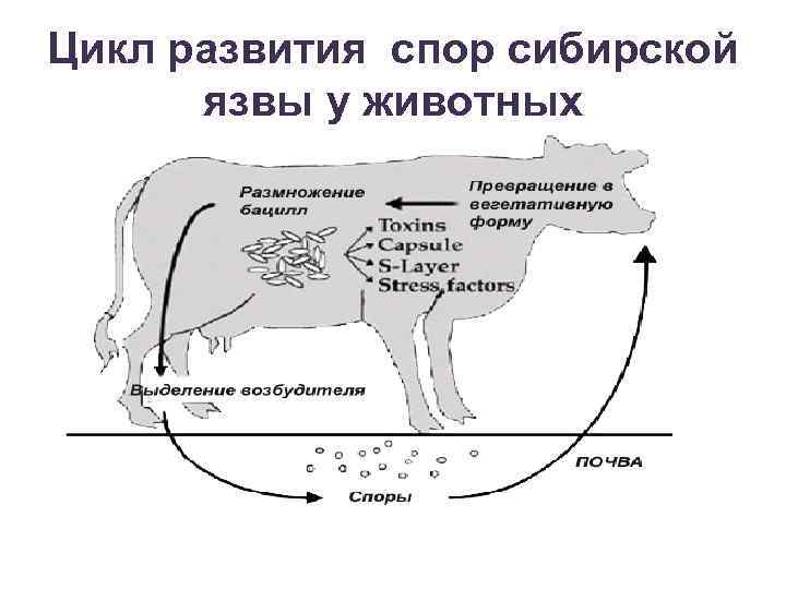 Цикл развития спор сибирской язвы у животных 