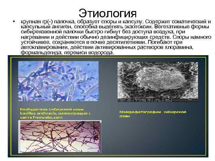  • Этиология крупная гр(-) палочка, образует споры и капсулу. Содержит соматический и капсульный