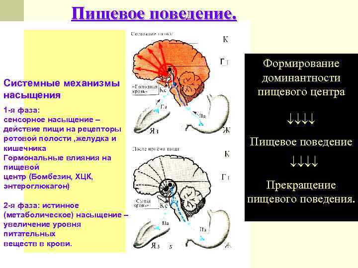 Моторная функция пищеварительного тракта