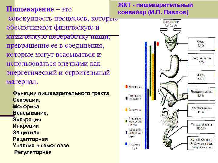 Пищеварение – это совокупность процессов, которые обеспечивают физическую и химическую переработку пищи, превращение ее