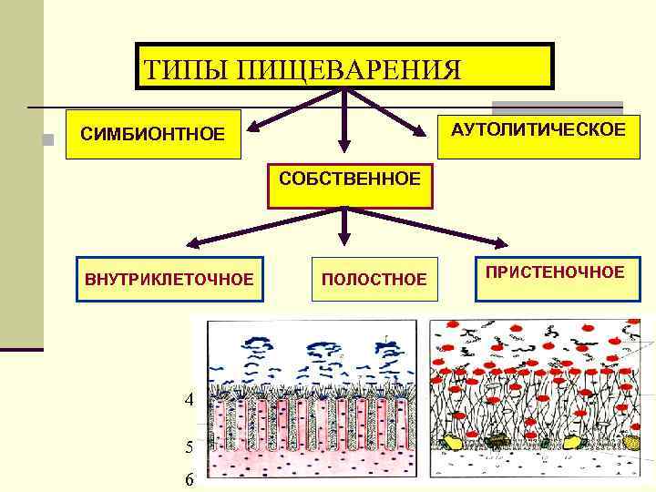 Пристеночное пищеварение картинки