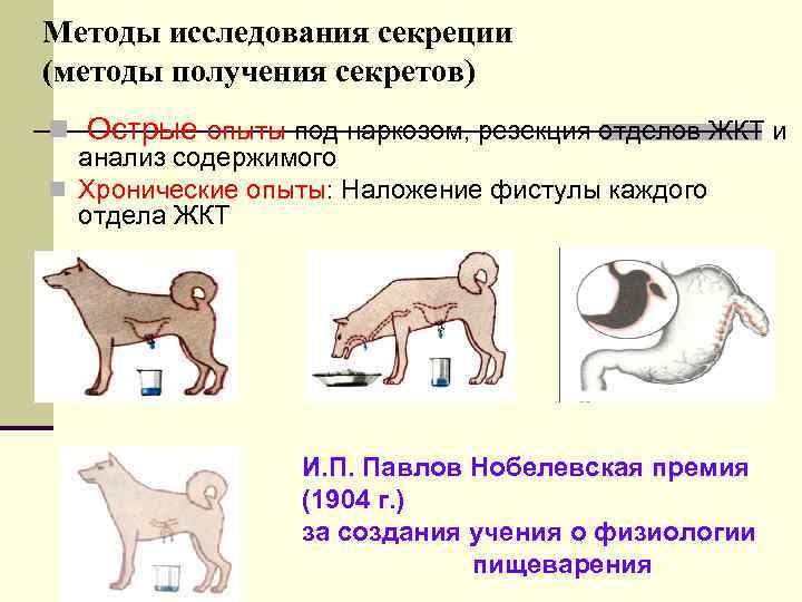 Методы исследования секреции (методы получения секретов) n Острые опыты под наркозом, резекция отделов ЖКТ