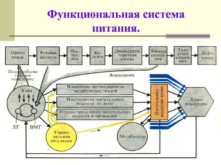 Функциональная система питания. 