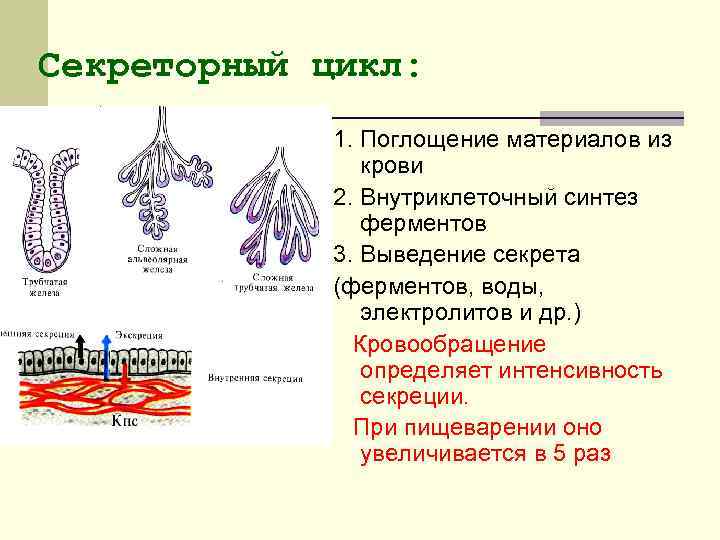 Секреторный цикл: 1. Поглощение материалов из крови 2. Внутриклеточный синтез ферментов 3. Выведение секрета