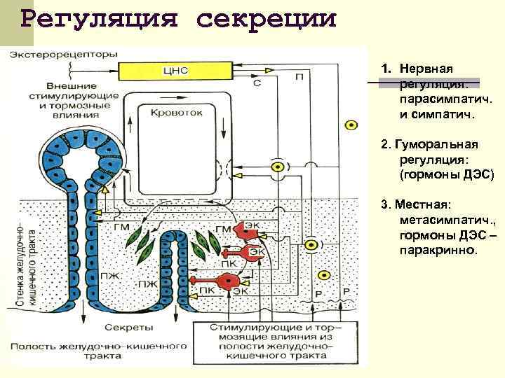 Регуляция секреции 1. Нервная регуляция: парасимпатич. и симпатич. 2. Гуморальная регуляция: (гормоны ДЭС) 3.