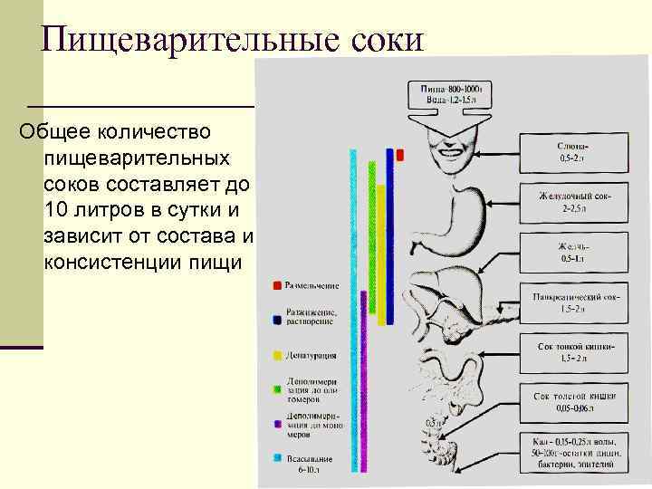 Пищеварительные соки Общее количество пищеварительных соков составляет до 10 литров в сутки и зависит