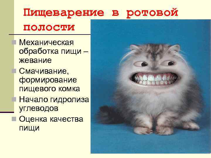 Пищеварение в ротовой полости n Механическая обработка пищи – жевание n Смачивание, формирование пищевого
