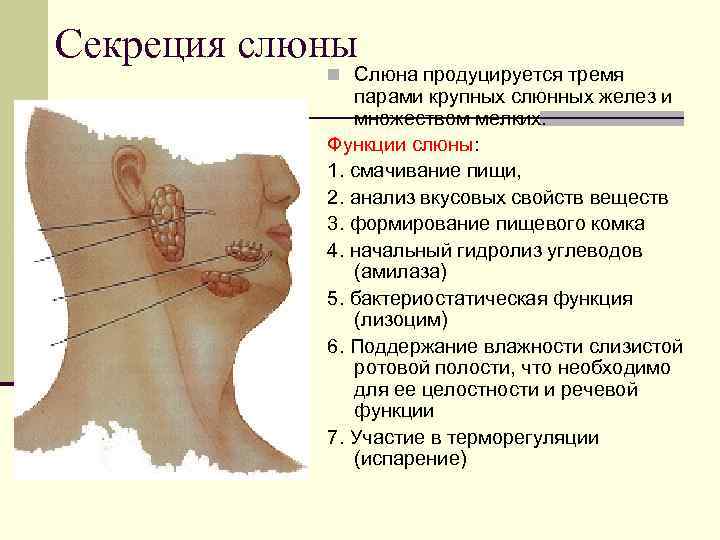 Секреция слюны n Слюна продуцируется тремя парами крупных слюнных желез и множеством мелких. Функции