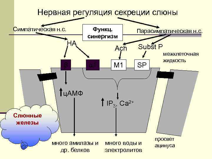 Нервная регуляция секреции слюны Симпатическая н. с. НА β Функц. синергизм Парасимпатическая н. с.