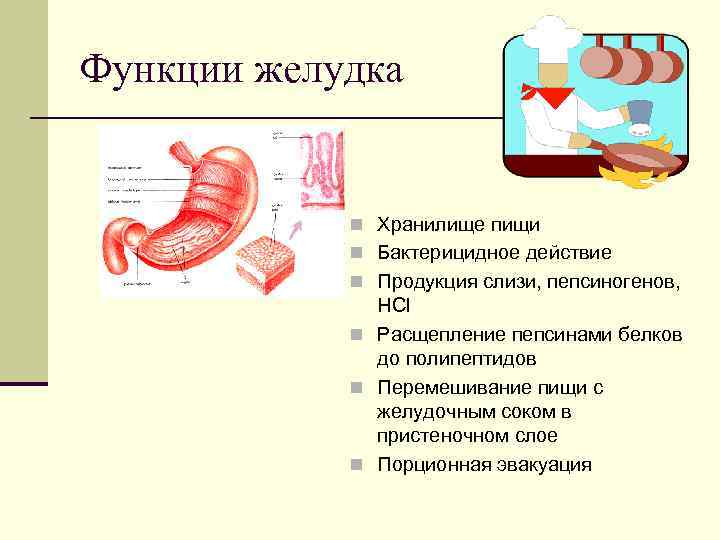 Функции желудка n Хранилище пищи n Бактерицидное действие n Продукция слизи, пепсиногенов, HCl n