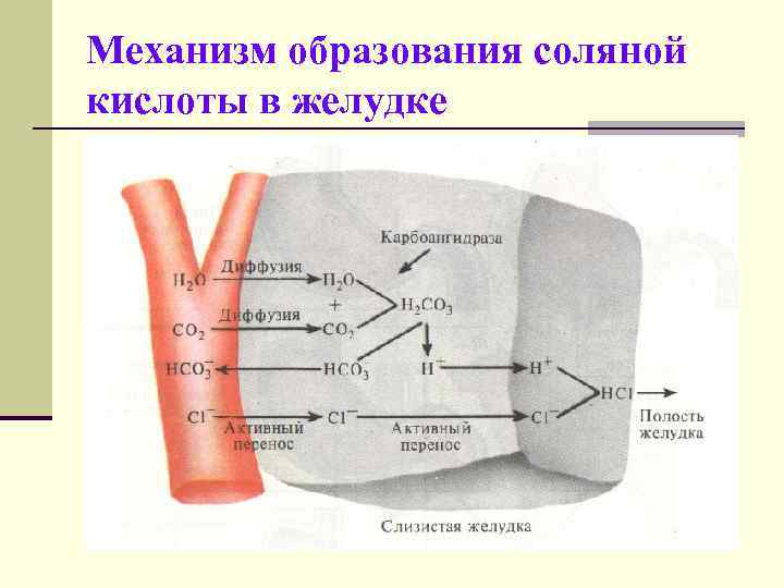 Механизм образования соляной кислоты в желудке 