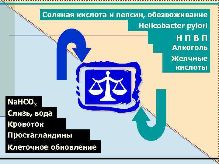 Соляная кислота и пепсин, обезвоживание Helicobacter pylori НПВП Алкоголь Желчные кислоты Na. HCO 3