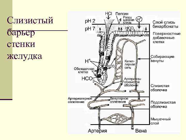 Слизистый барьер стенки желудка 