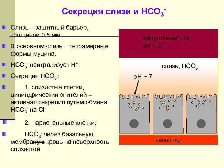 Секреция слизи и НСО 3 Слизь – защитный барьер, толщиной 0, 5 мм. В