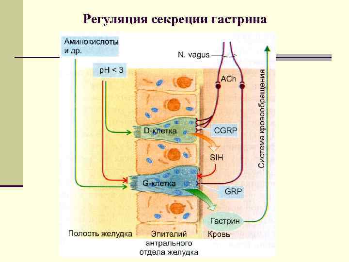 Регуляция секреции гастрина 