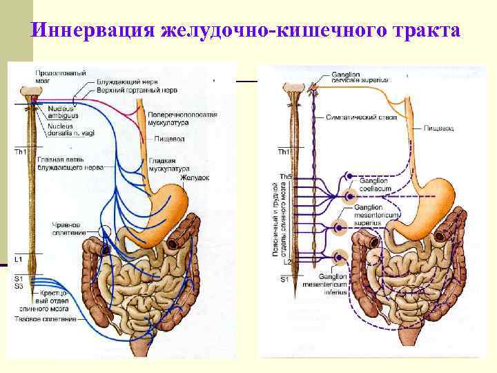 Иннервация желудочно-кишечного тракта 