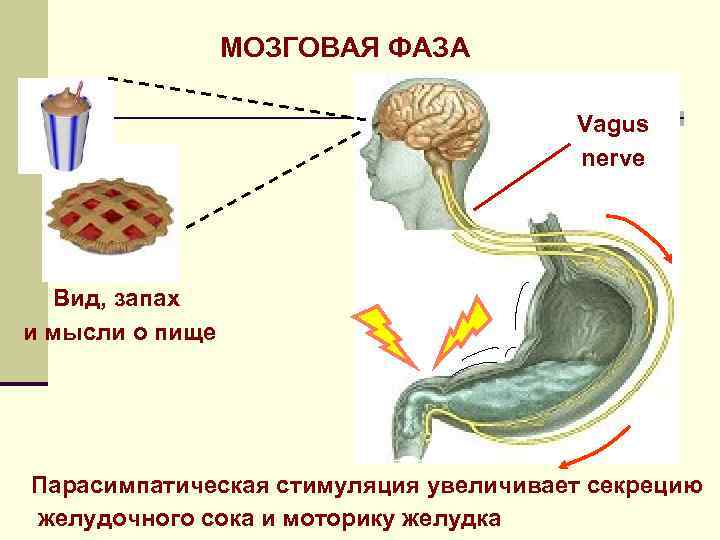 МОЗГОВАЯ ФАЗА Vagus nerve Вид, запах и мысли о пище Парасимпатическая стимуляция увеличивает секрецию