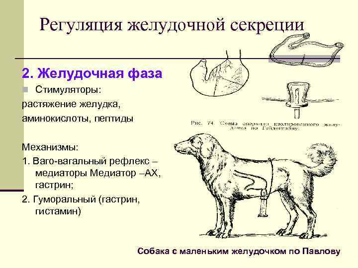 Схема формирования малого экспериментального желудочка по павлову