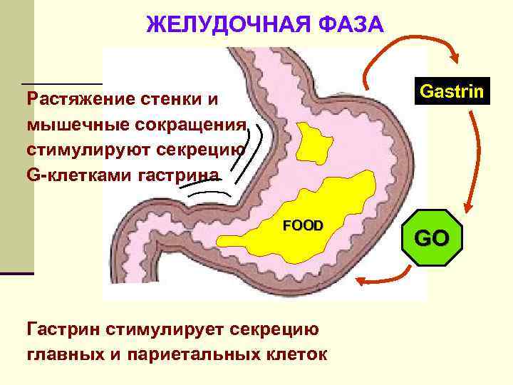 Моторная функция пищеварительного тракта