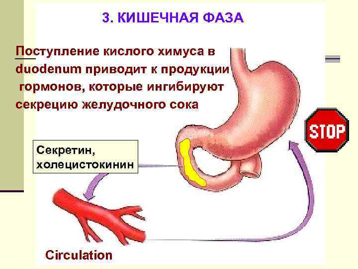 3. КИШЕЧНАЯ ФАЗА Поступление кислого химуса в duodenum приводит к продукции гормонов, которые ингибируют