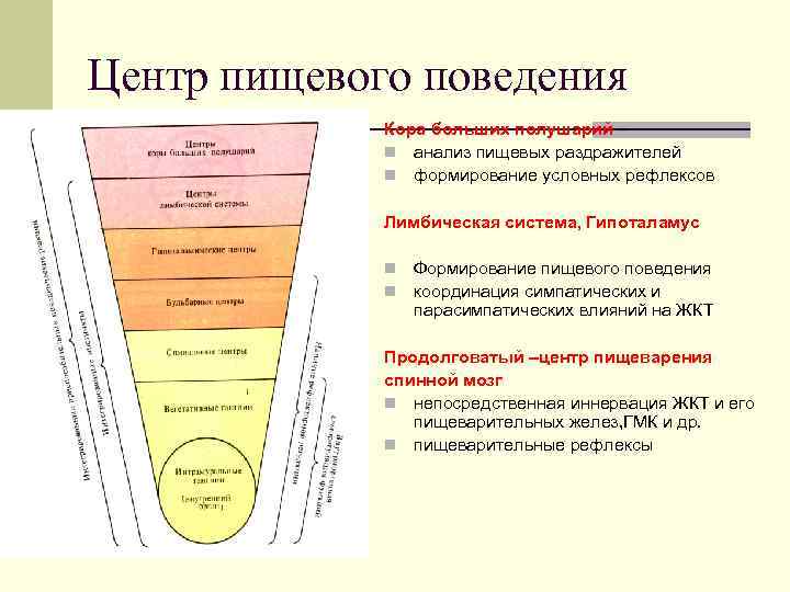 Центр пищевого поведения Кора больших полушарий – n анализ пищевых раздражителей n формирование условных