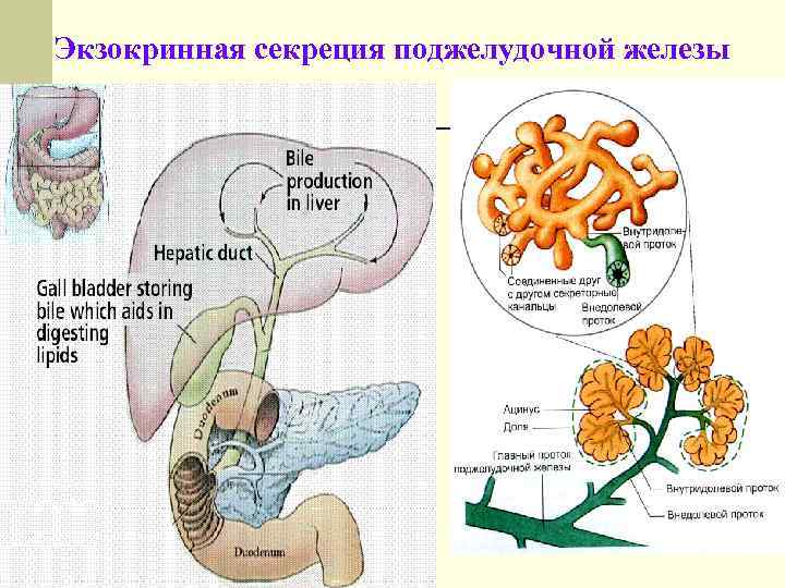 Экзокринная секреция поджелудочной железы 