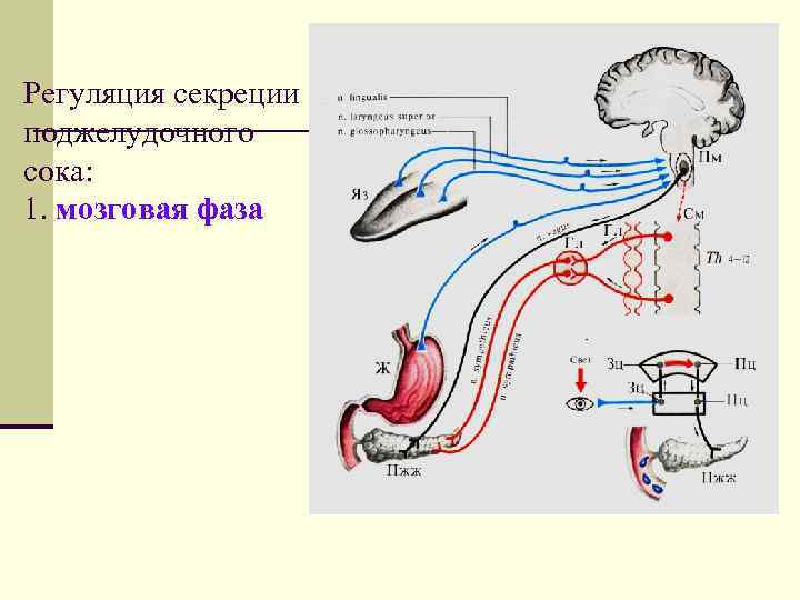 Регуляция секреции поджелудочного сока: 1. мозговая фаза 