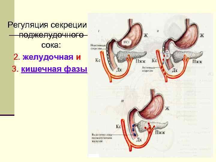 Регуляция секреции поджелудочного сока: 2. желудочная и 3. кишечная фазы 