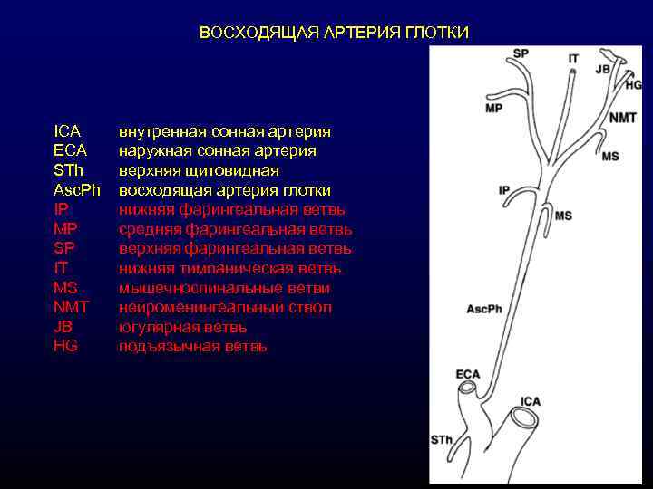 ВОСХОДЯЩАЯ АРТЕРИЯ ГЛОТКИ ICA ECA STh Asc. Ph IP MP SP IT MS NMT