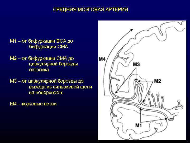 СРЕДНЯЯ МОЗГОВАЯ АРТЕРИЯ М 1 – от бифуркации ВСА до бифуркации СМА М 2