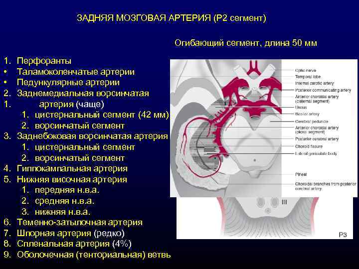 ЗАДНЯЯ МОЗГОВАЯ АРТЕРИЯ (Р 2 сегмент) Огибающий сегмент, длина 50 мм 1. • •