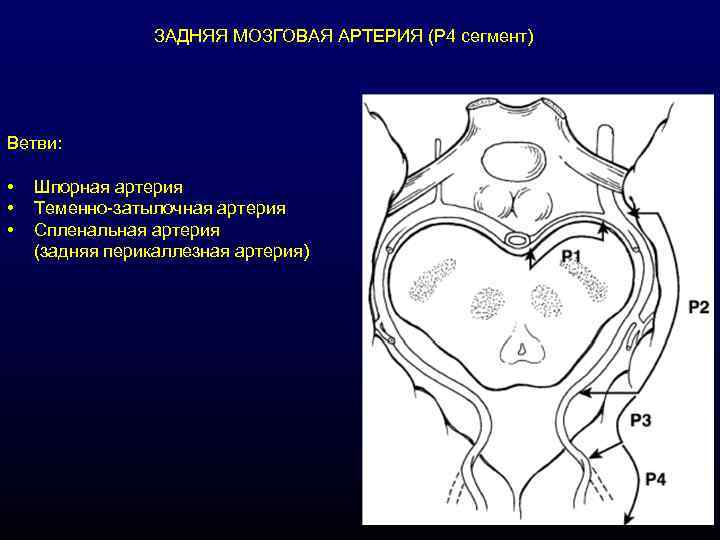 ЗАДНЯЯ МОЗГОВАЯ АРТЕРИЯ (Р 4 сегмент) Ветви: • • • Шпорная артерия Теменно-затылочная артерия