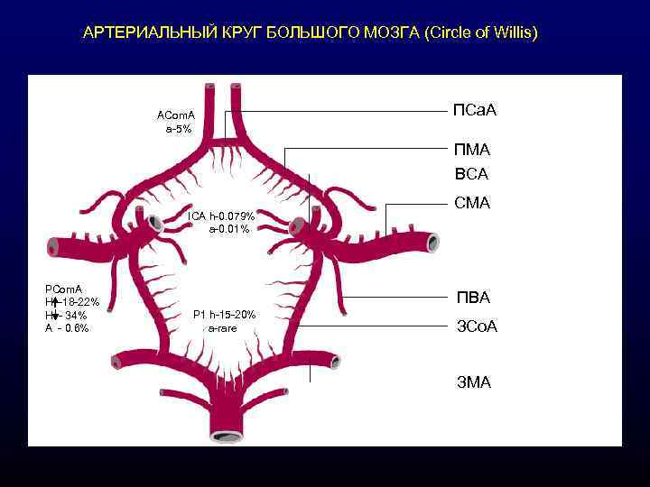 АРТЕРИАЛЬНЫЙ КРУГ БОЛЬШОГО МОЗГА (Circle of Willis) АCom. A a-5% ПСа. А ПМА ВСА