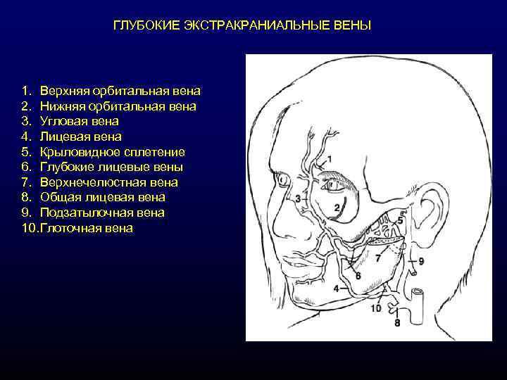 ГЛУБОКИЕ ЭКСТРАКРАНИАЛЬНЫЕ ВЕНЫ 1. Верхняя орбитальная вена 2. Нижняя орбитальная вена 3. Угловая вена