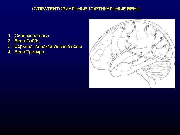 СУПРАТЕНТОРИАЛЬНЫЕ КОРТИКАЛЬНЫЕ ВЕНЫ 1. 2. 3. 4. Сильвиева вена Вена Лаббе Верхние конвекситальные вены