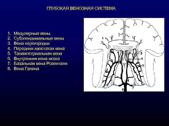 ГЛУБОКАЯ ВЕНОЗНАЯ СИСТЕМА 1. 2. 3. 4. 5. 6. 7. 8. Медулярные вены Субэпендимальные