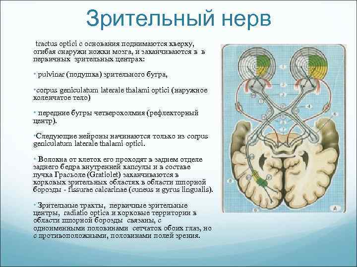 Зрительный нерв tractus optici с основания поднимаются кверху, огибая снаружи ножки мозга, и заканчиваются