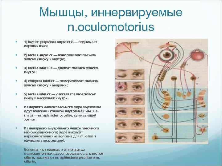 Мышцы, иннервируемые n. oculomotorius 1) levator palpebrae superioris — поднимает верхнее веко; 2) rectus