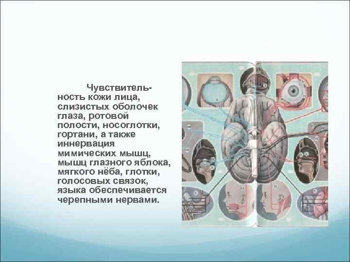 Чувствительность кожи лица, слизистых оболочек глаза, ротовой полости, носоглотки, гортани, а также иннервация мимических